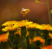 Photo of Honeybee hovering over dandelion flowers.