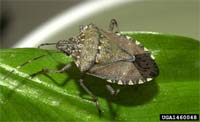 Photo of a Brown Marmorated Stink Bug