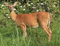 Photo of deer standing in grass.