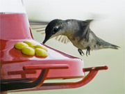 Photo of a Hummingbird at a feeder.