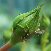 Photo of aphids on a rose bud.
