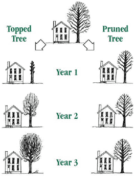 Diagram comparing topped trees to pruned trees.