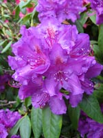 Photo of a Rhododendron.