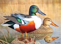 Photo of 2013 Duck Stamp.