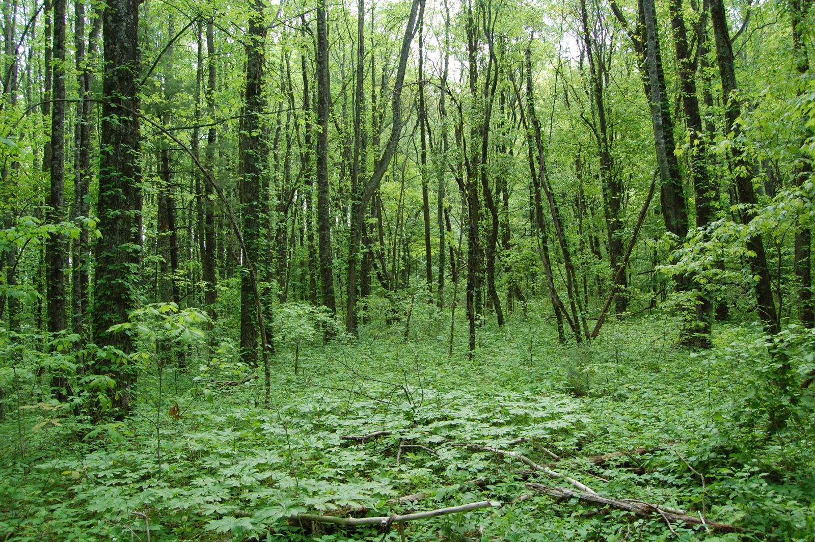 Southern Appalachian Forest